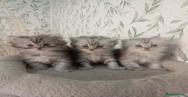 Persa gatos - Anuncio 10