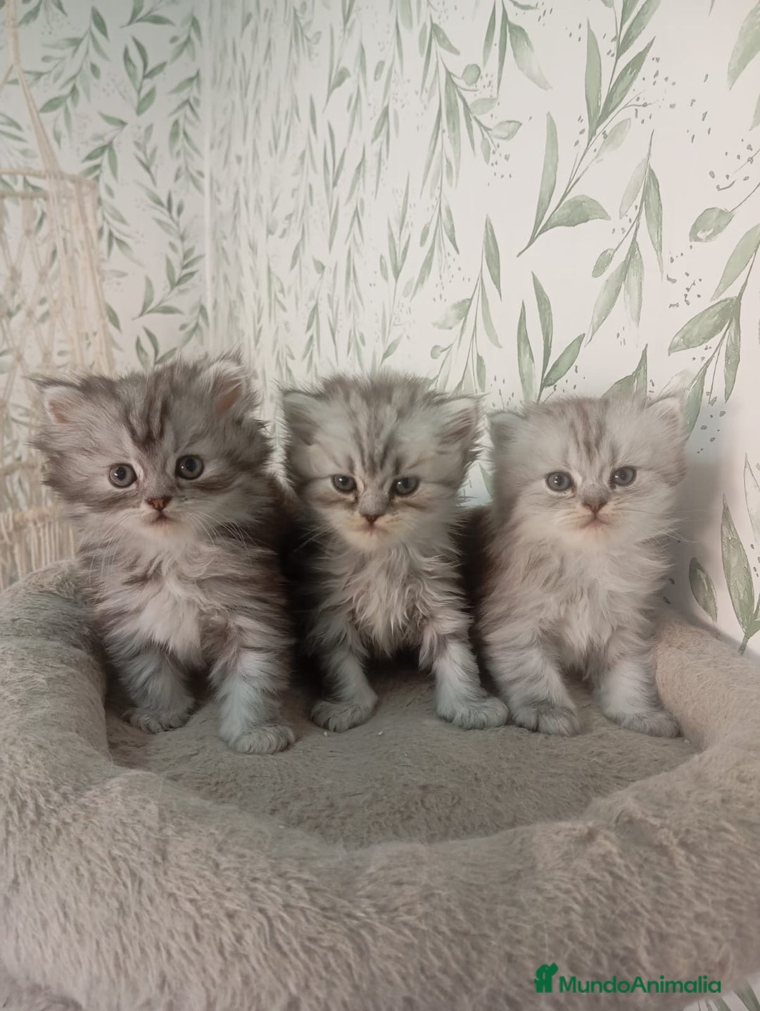 Persa gatos en venta: Gatos Persa - Imagen 2