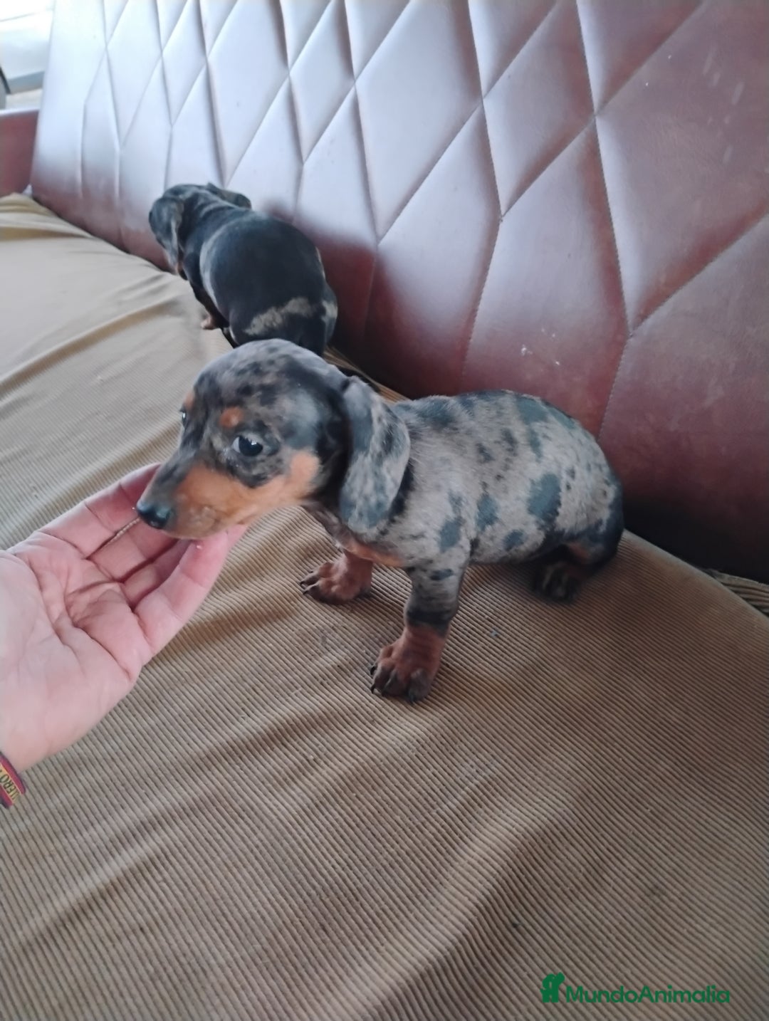 Teckel Miniatura perros en venta: Cachorrita teckel arlequín plata miniatura  - Anuncio 5