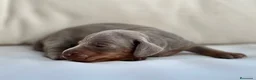 Teckel Miniatura perros en venta: PRECIOSA CACHORRITA TECKEL TRICOLOR LILAC - Anuncio 2