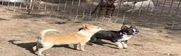 Chihuahua perros en venta: Benidorm CARABY CHIHUAHUAS  en Alicante - Anuncio 12