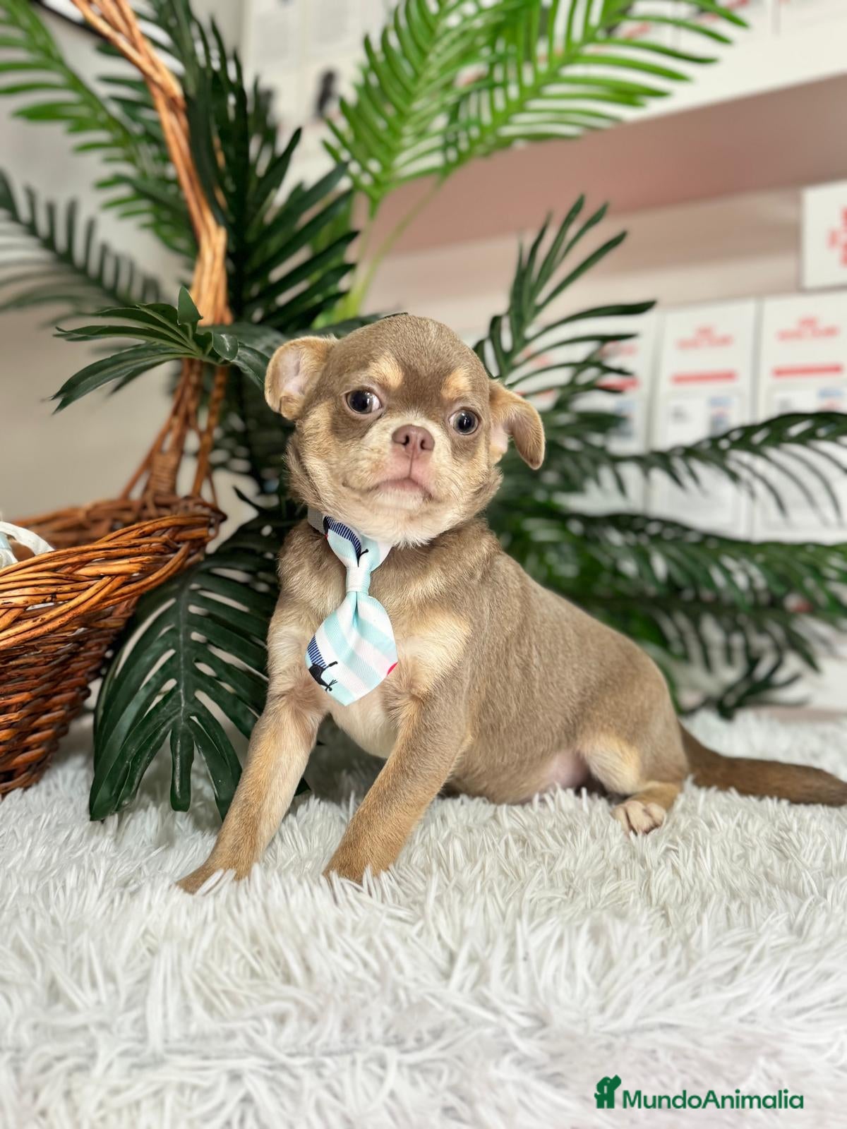 Chihuahua perros CHIHUAHUA MACHO - Anuncio 2