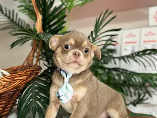 Chihuahua perros CHIHUAHUA MACHO - Anuncio 11