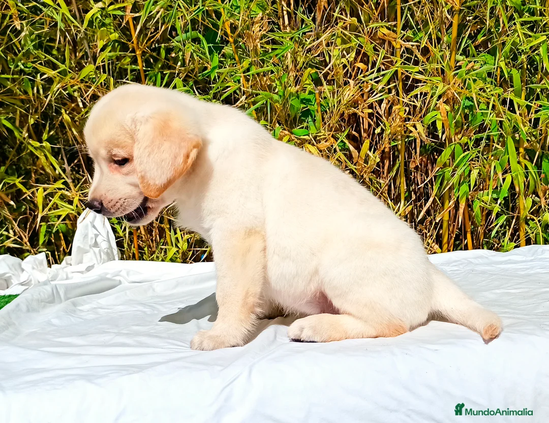 Labrador Retriever perros en venta: LABRADOR - Anuncio 1