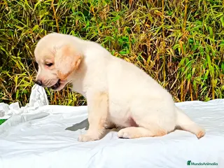Labrador Retriever perros LABRADOR - Anuncio 1