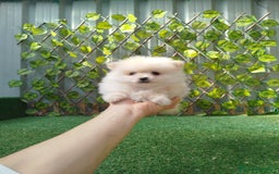 Pomerania perros en venta: Pomerania toy  - Anuncio 2