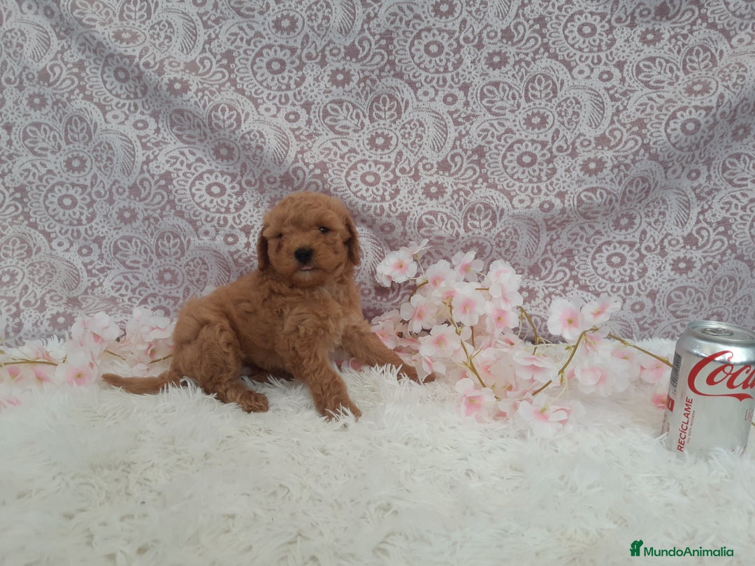 Caniche Toy perros en venta: caniche y maltipol  - Anuncio 3