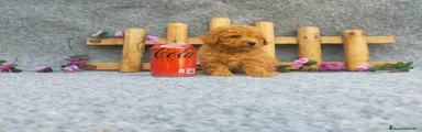 Caniche Toy Cachorro 6