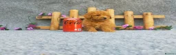 Caniche Toy perros en venta: PRECIOSOS CANICHE  ROJO LINEA TOY - Anuncio 3