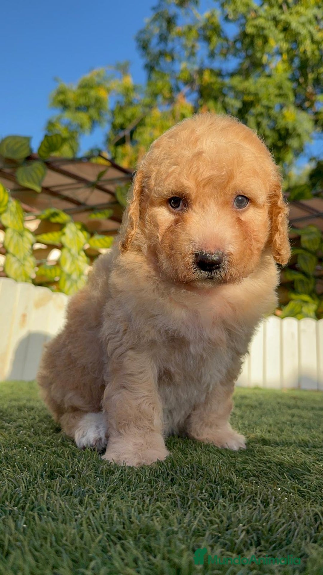 Perro de Agua Español perros en venta: PERRO DE AGUA ESPAÑOL  - Imagen 17