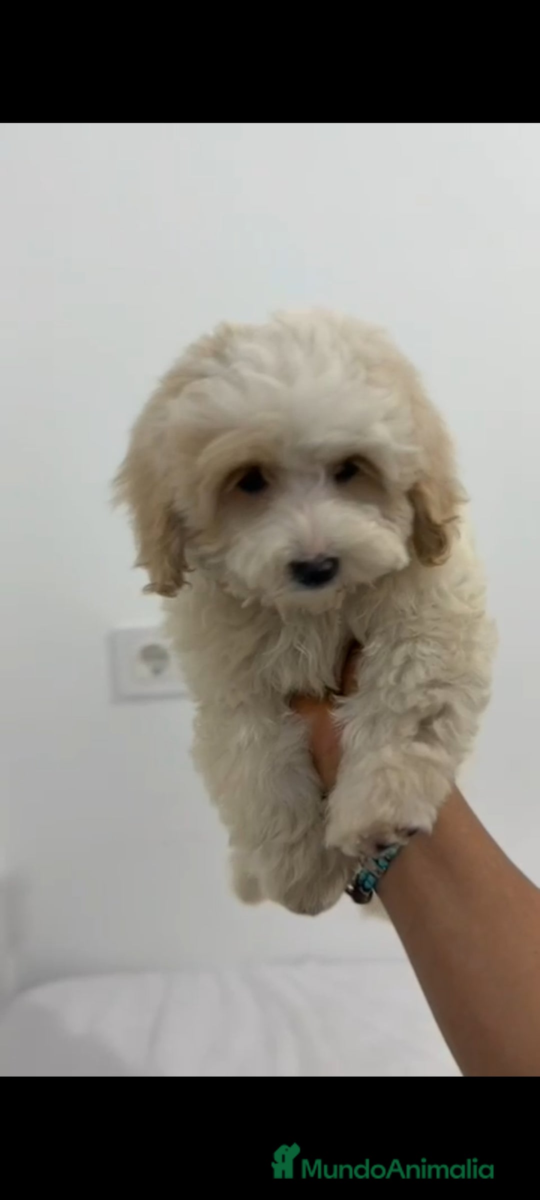 Maltipoo perros en venta: Último maltipoo toy!! - Anuncio 1