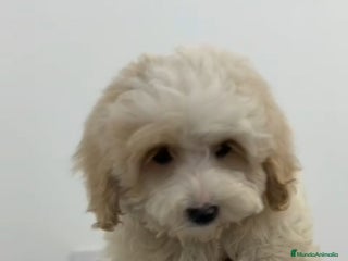 Maltipoo perros Último maltipoo toy!! - Anuncio 1