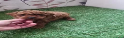 Raza Mixta perros en venta: Caniche  - Anuncio 6
