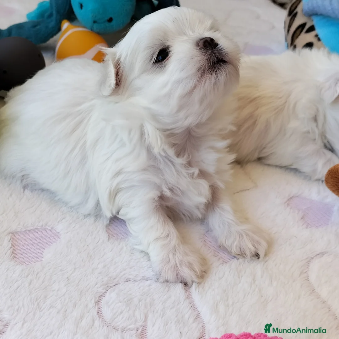 Bichón Maltés perros en venta: Preciosos cachorros Bichón Maltés - Anuncio 1