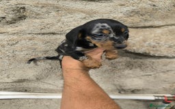 Teckel Miniatura perros en venta: Camadas disponibles de teckel - Imagen 8