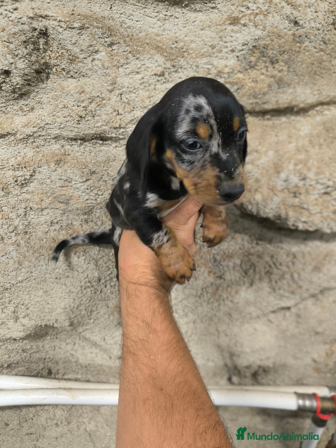 Teckel Miniatura perros en venta: Camadas disponibles de teckel - Imagen 8