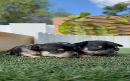 Chihuahua perros en venta: CHIHUAHUA-OJOS AZULES - Imagen 19