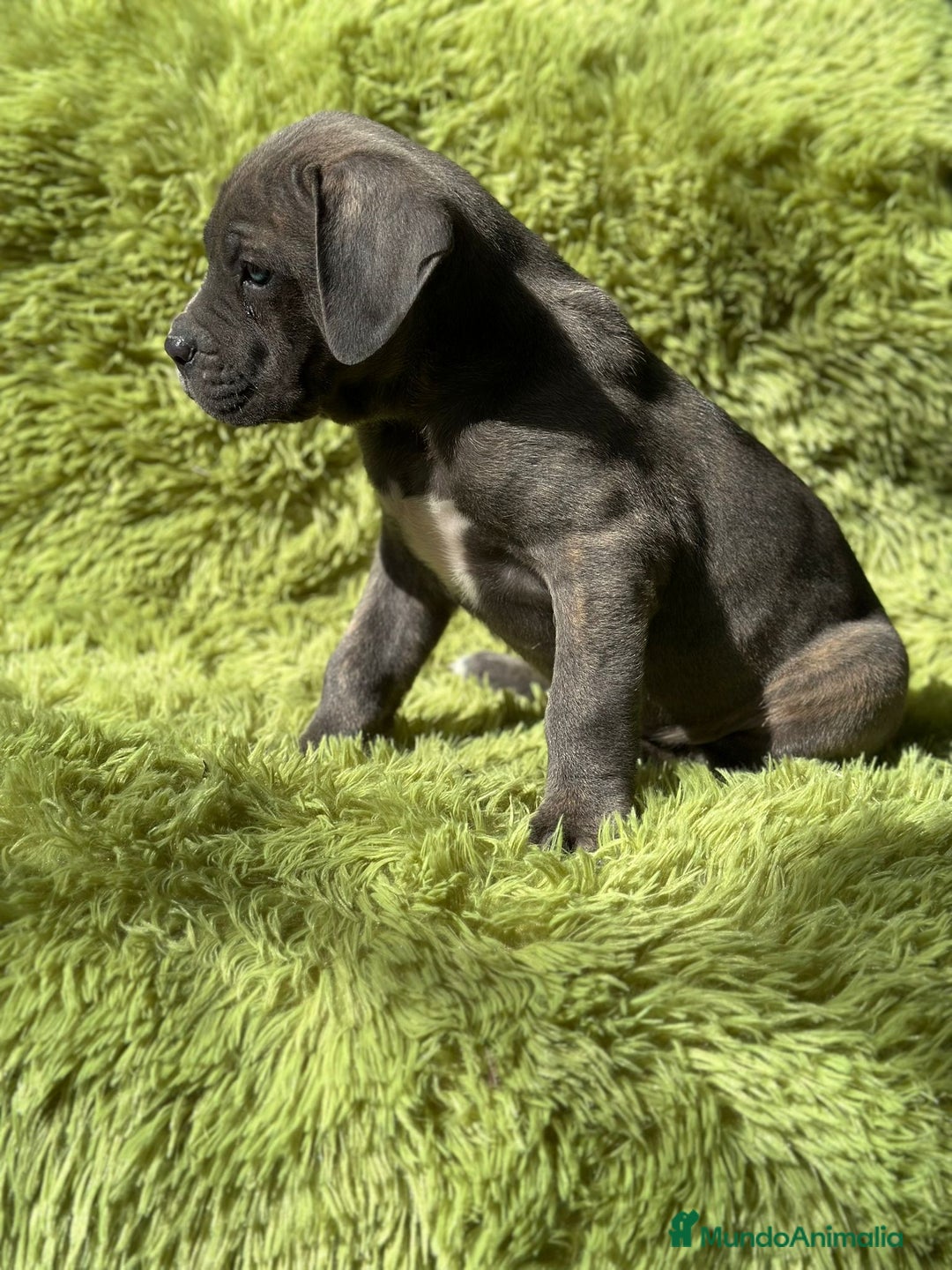 Cane Corso perros en venta: Cane corso - Imagen 6