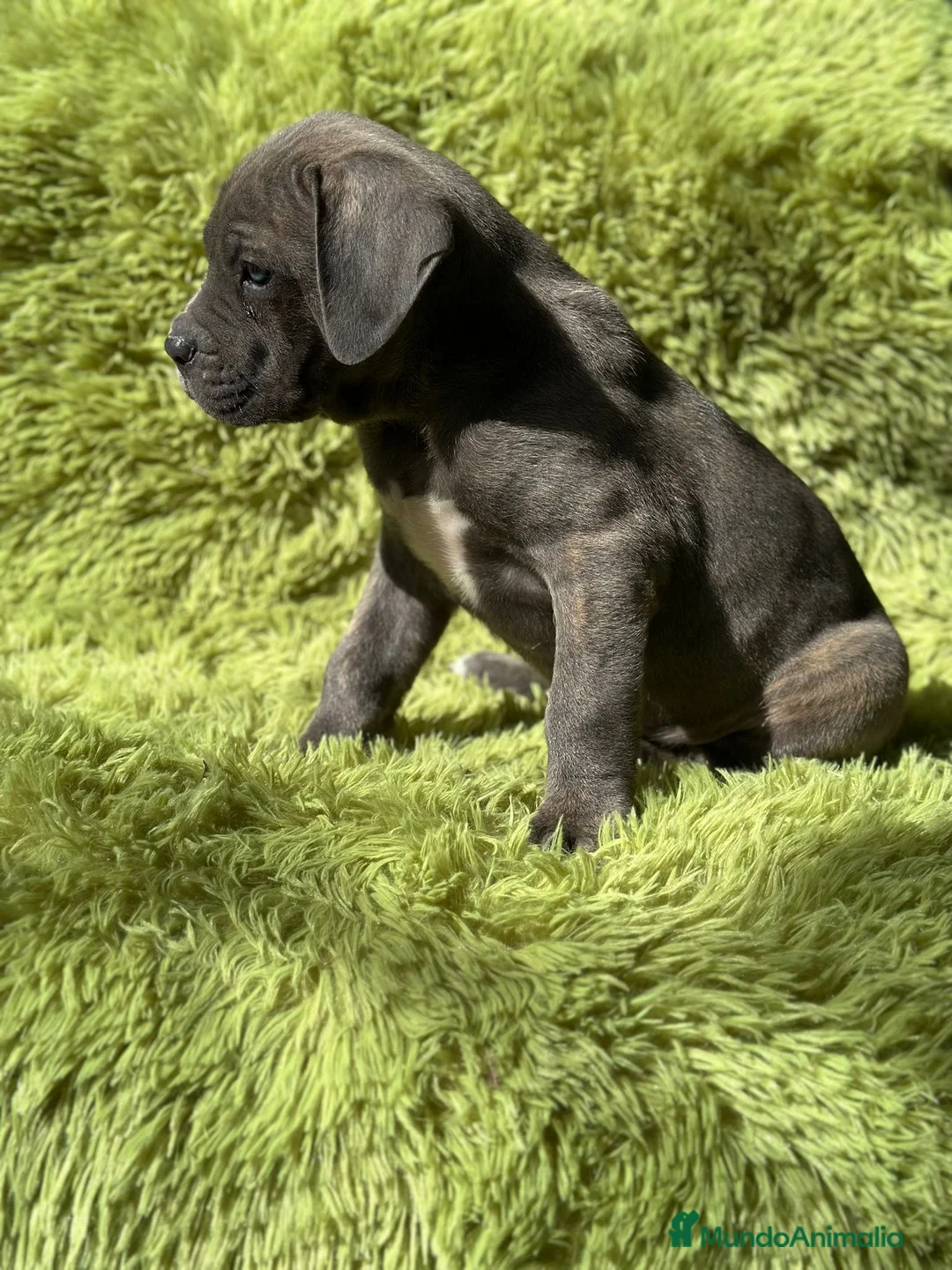 Cane Corso perros en venta: Cane corso - Anuncio 6
