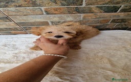 Caniche Toy perros en venta: MACHO CANICHE TOY - Imagen 4