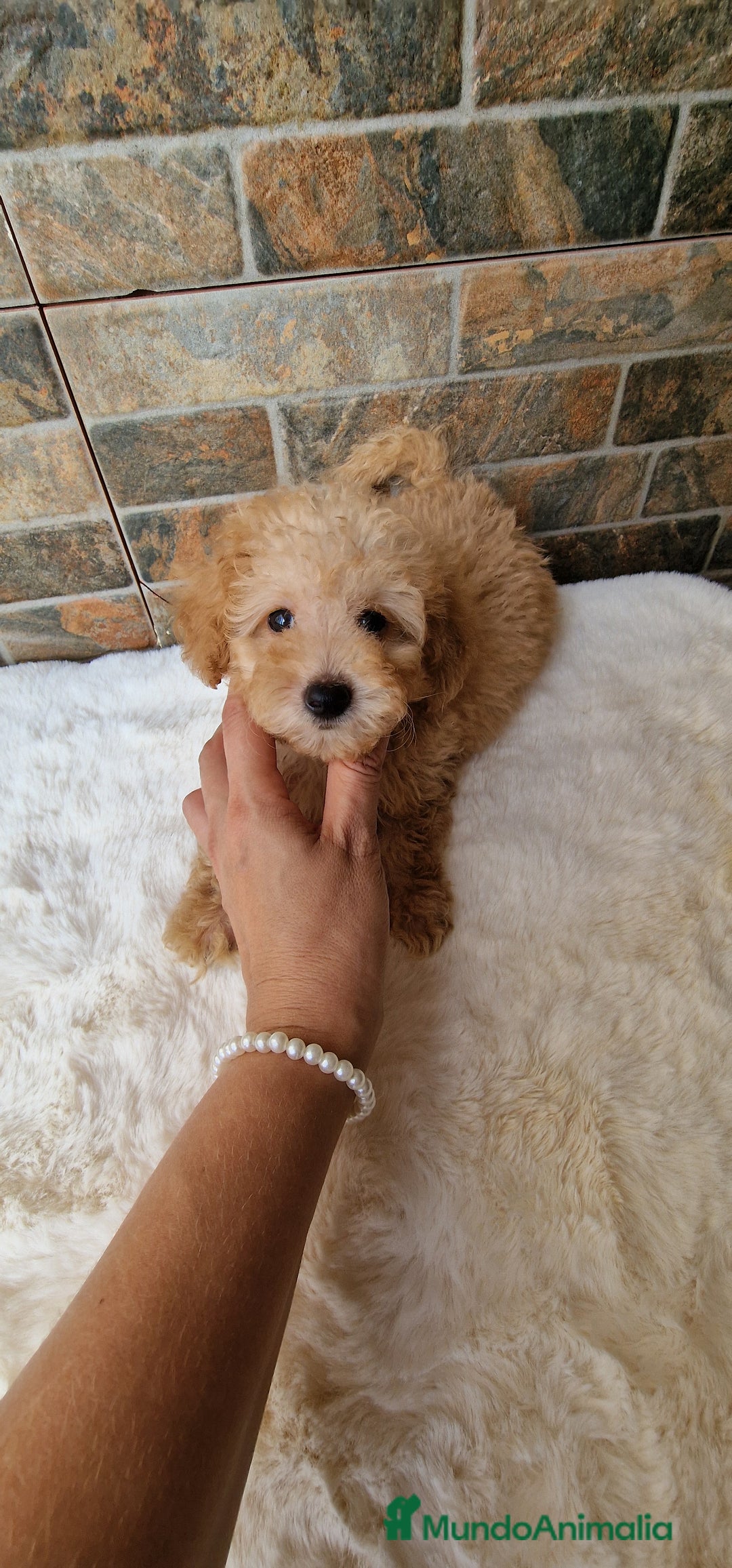 Caniche Toy perros en venta: MACHO CANICHE TOY - Imagen 4