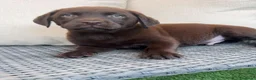 Labrador Retriever perros en venta: Labrador retriever chocolate  - Anuncio 1