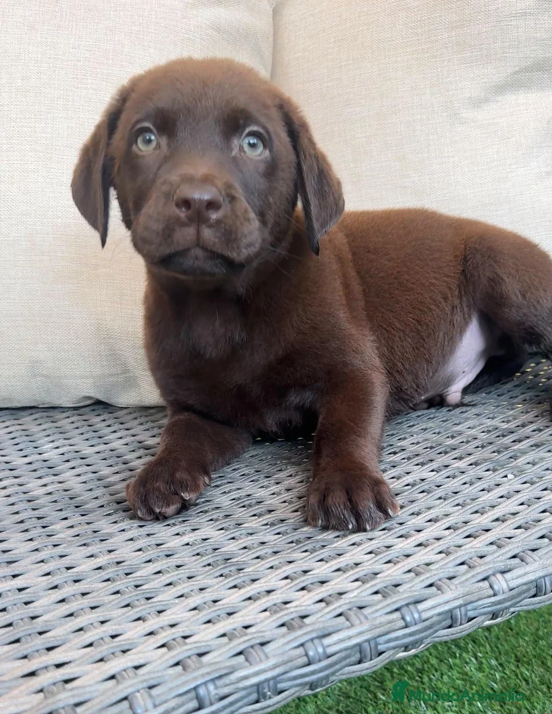 Labrador Retriever perros en venta: Labrador retriever chocolate  - Anuncio 1