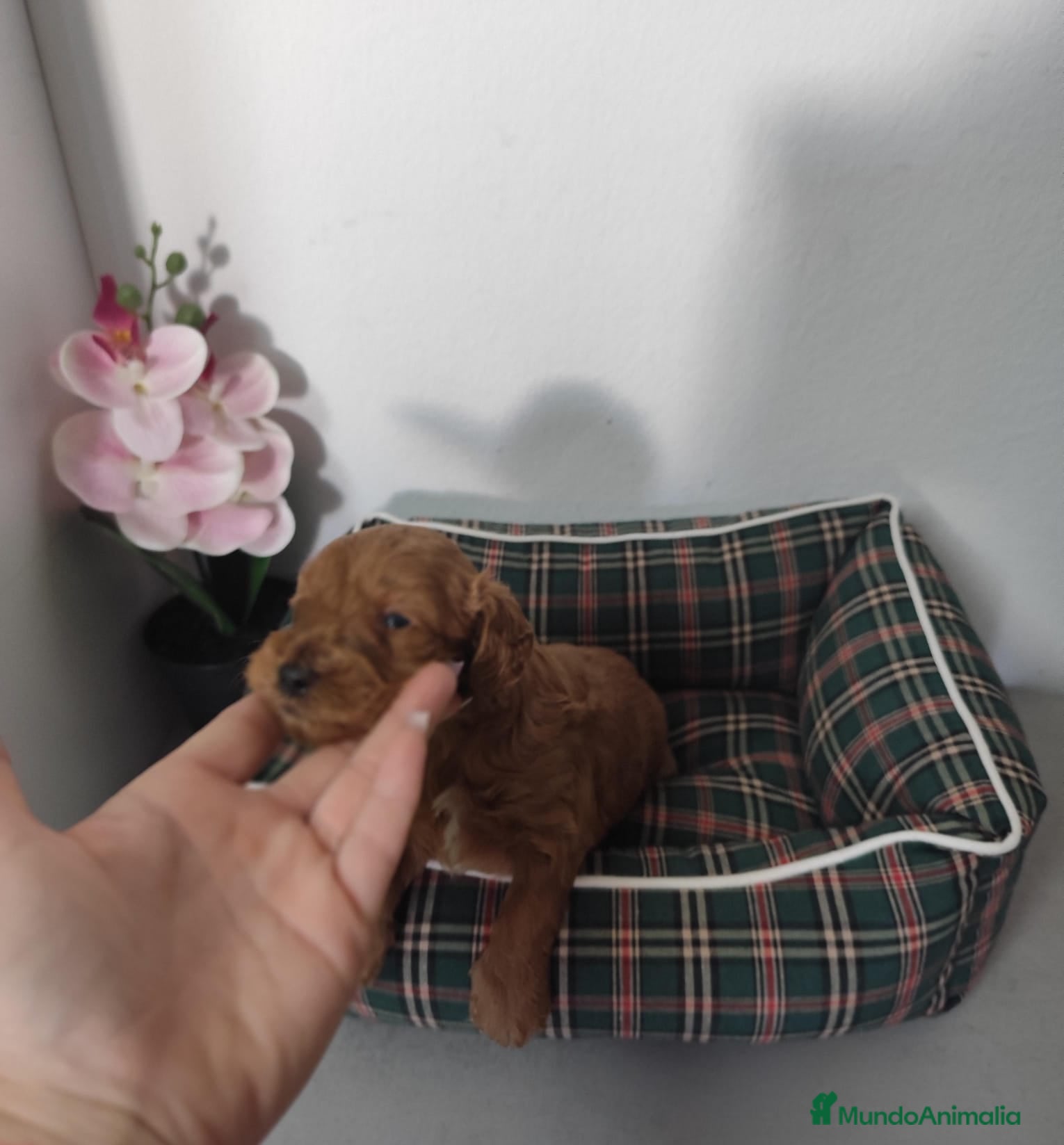 Caniche Toy perros Caniche toy - Anuncio 19