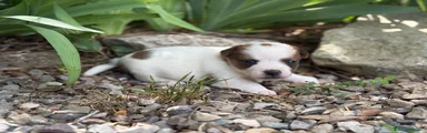 Jack Russell Terrier Cachorro 1
