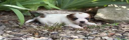Jack Russell Terrier perros en venta: Jack russell brush - Anuncio 4