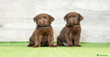 Labrador Retriever perros - Propaganda 6