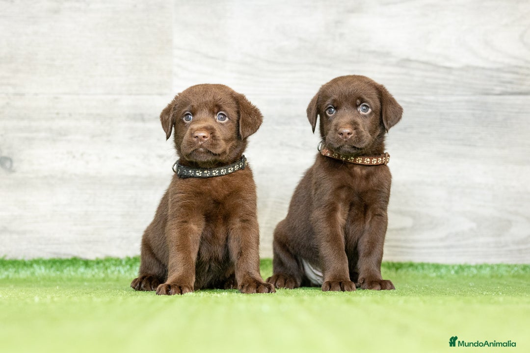 Labrador Retriever perros en venta: LABRADOR CHOCOLATE DISPONIBLE  - Imagen 2