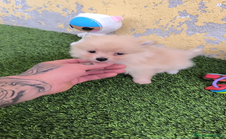 Pomerania perros - Anuncio 1