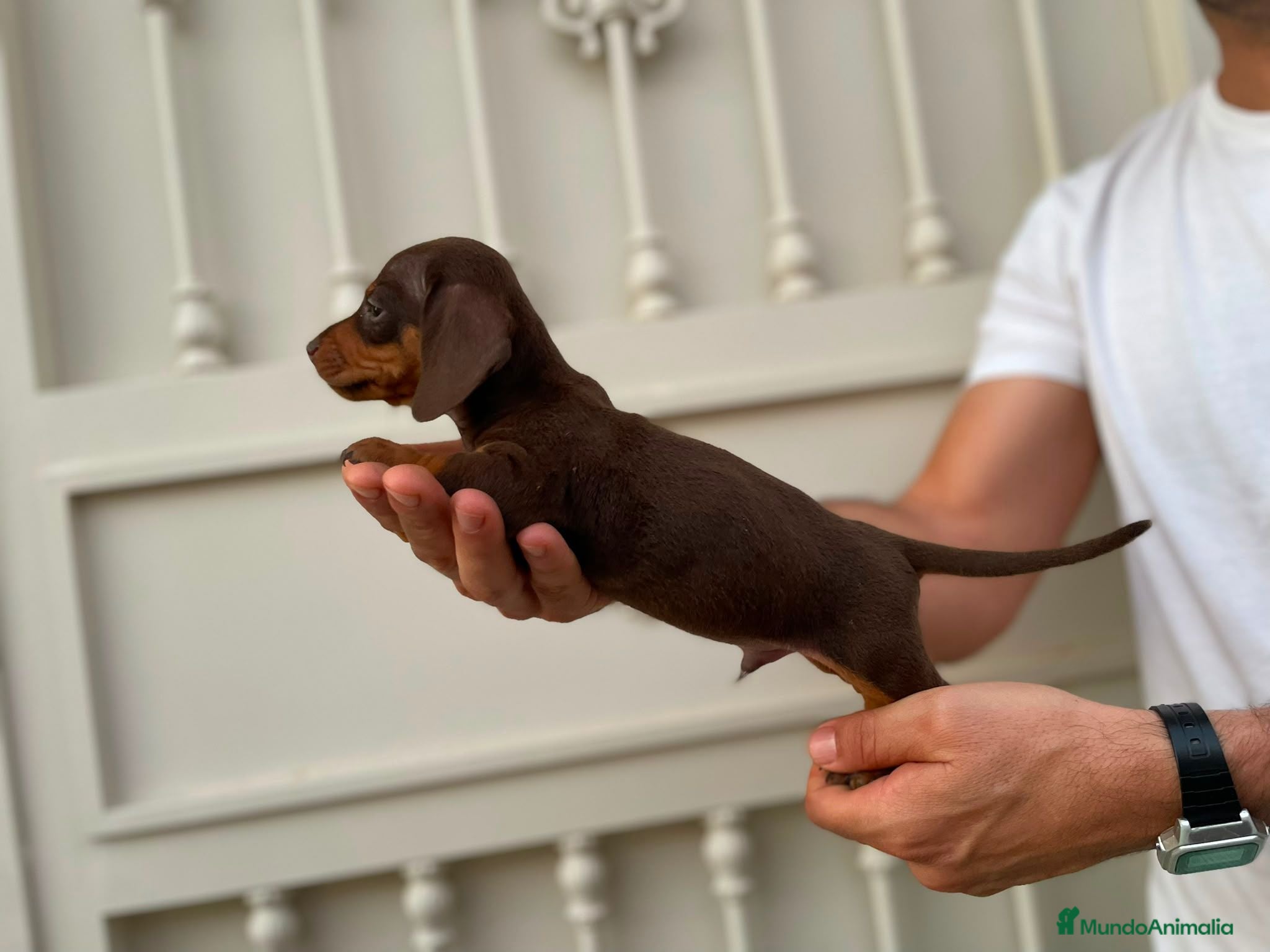 Teckel Miniatura perros Disponibles cachorros de Teckels - Anuncio 22