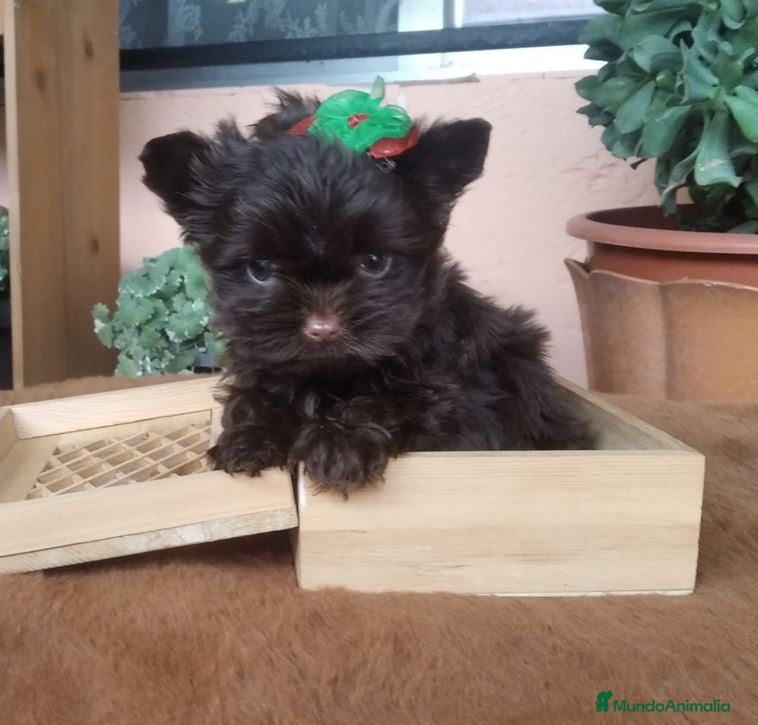 Biewer Yorkshire Terrier a la Pom Pon perros en venta: Yorkshire toy miniatura  - Imagen 2