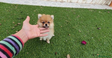 Pomerania perros - Anuncio 7