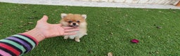 Pomerania perros en venta: Pomerania calidad TOP machito GRAN BELLEZA - Anuncio 3