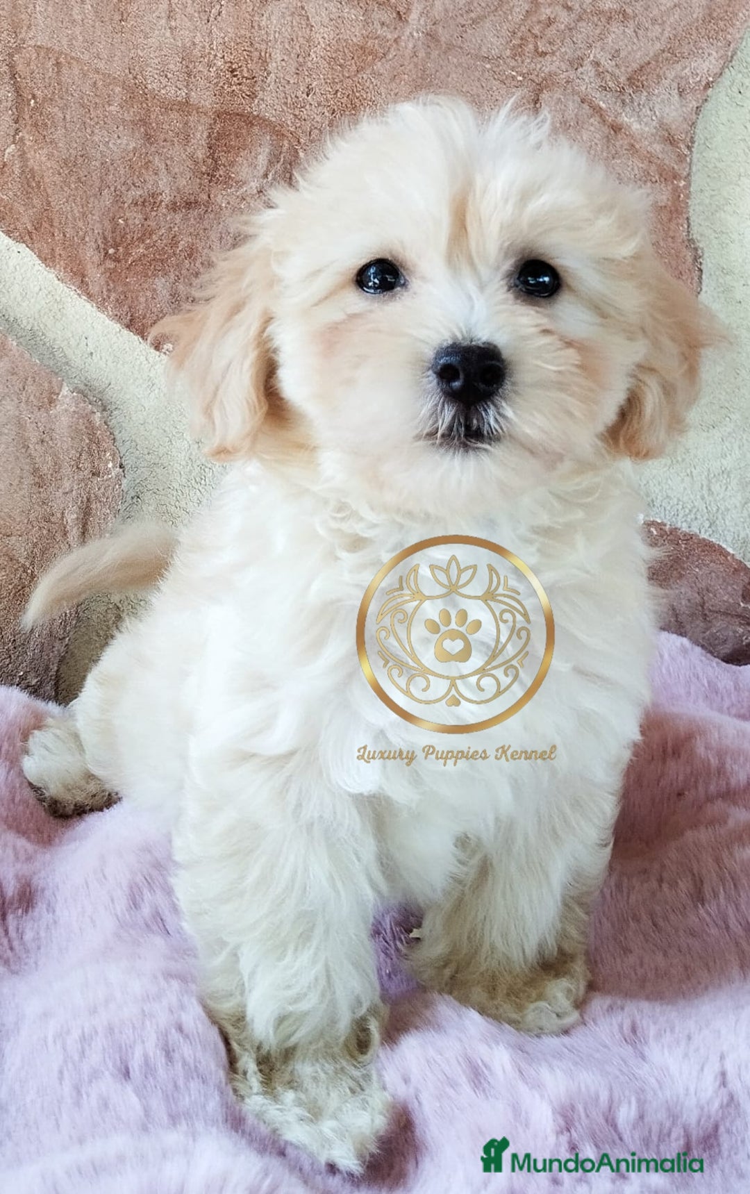 Maltipoo perros en venta: Maltipoo preciosos - Imagen 2