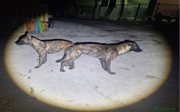 Pastor Holandés perros en venta: PASTOR HOLANDES  - Imagen 1