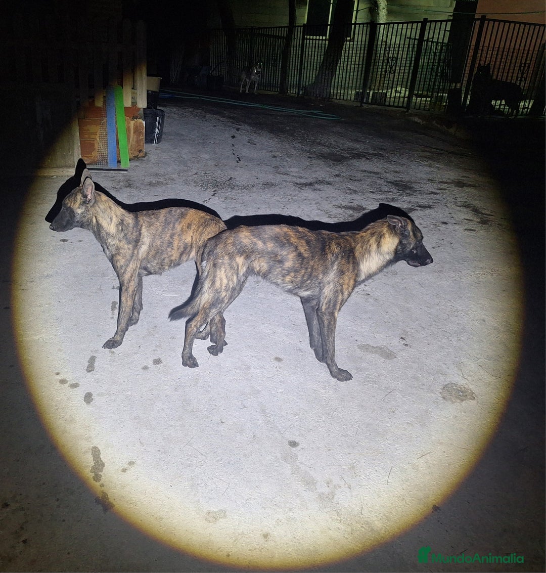 Pastor Holandés perros en venta: PASTOR HOLANDES  - Imagen 1