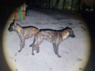 Pastor Holandés perros - Anuncio 1