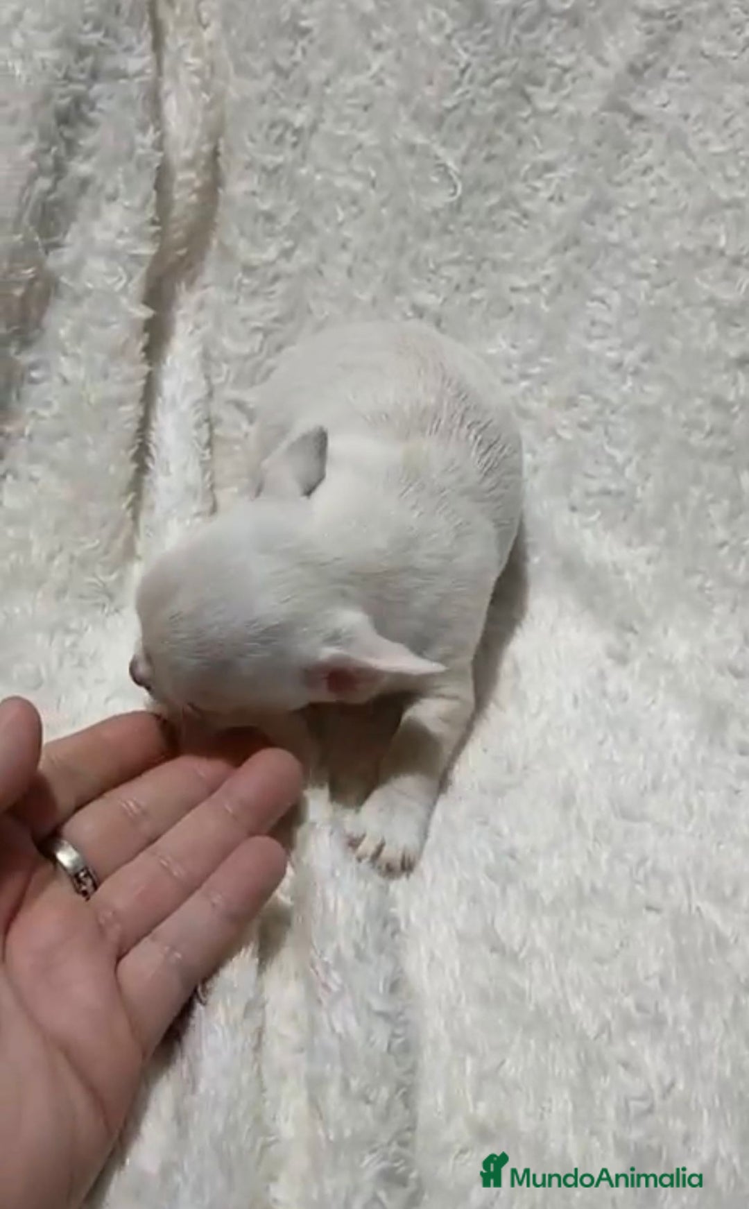 Chihuahua perros en venta: Impresionantes chihuahuas toy hembras - Anuncio 4