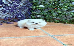 Pomerania perros en venta: POMERANEAS TOYS CALIDAD  - Imagen 3
