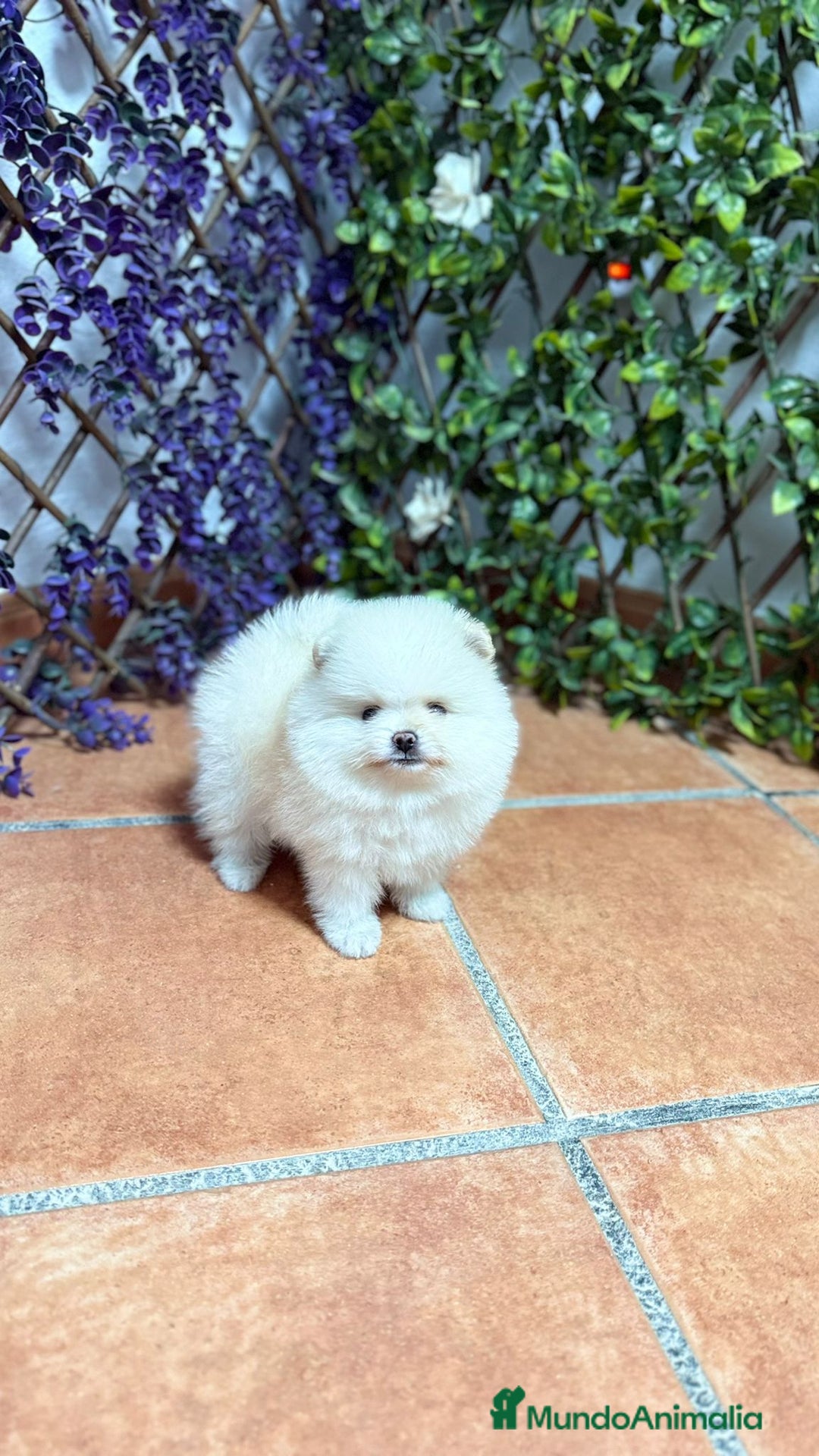 Pomerania perros en venta: POMERANEAS TOYS CALIDAD  - Imagen 3