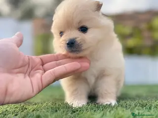 Pomerania perros POMERANIA HEMBRA - Anuncio 1