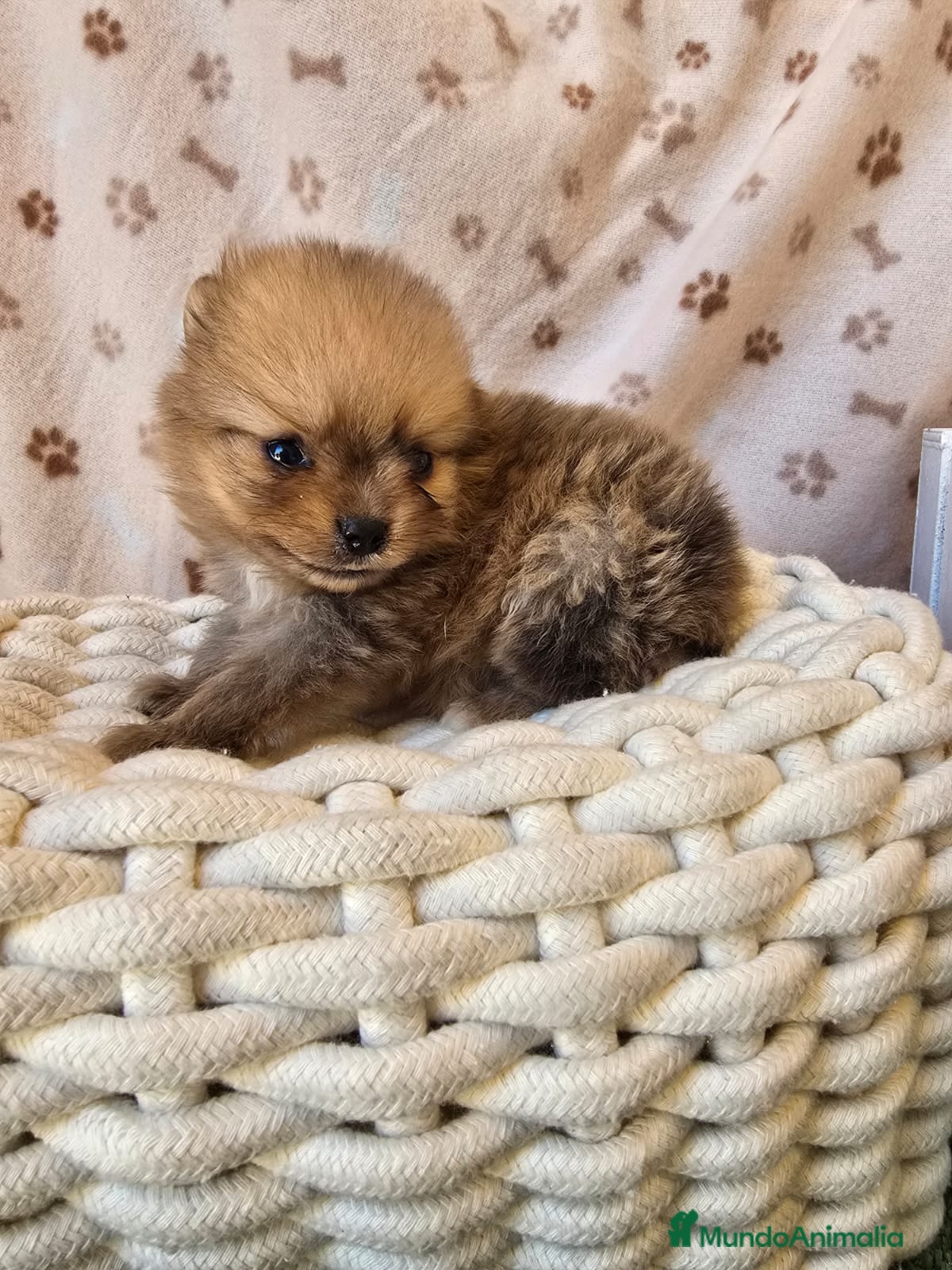 Pomerania perros POMERANIA - Anuncio 2