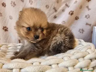 Pomerania perros POMERANIA - Anuncio 2
