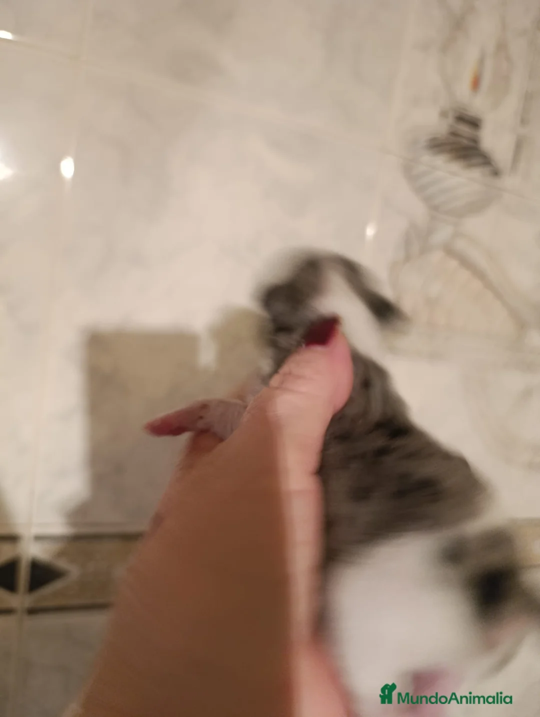 Chihuahua perros en venta: CHIHUAHUAS MERLES EXCLUSIVOS - Anuncio 5