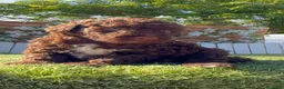 Perro de Agua Español perros en venta: PERRO DE AGUA ESPAÑOL HEMBRA - Anuncio 4