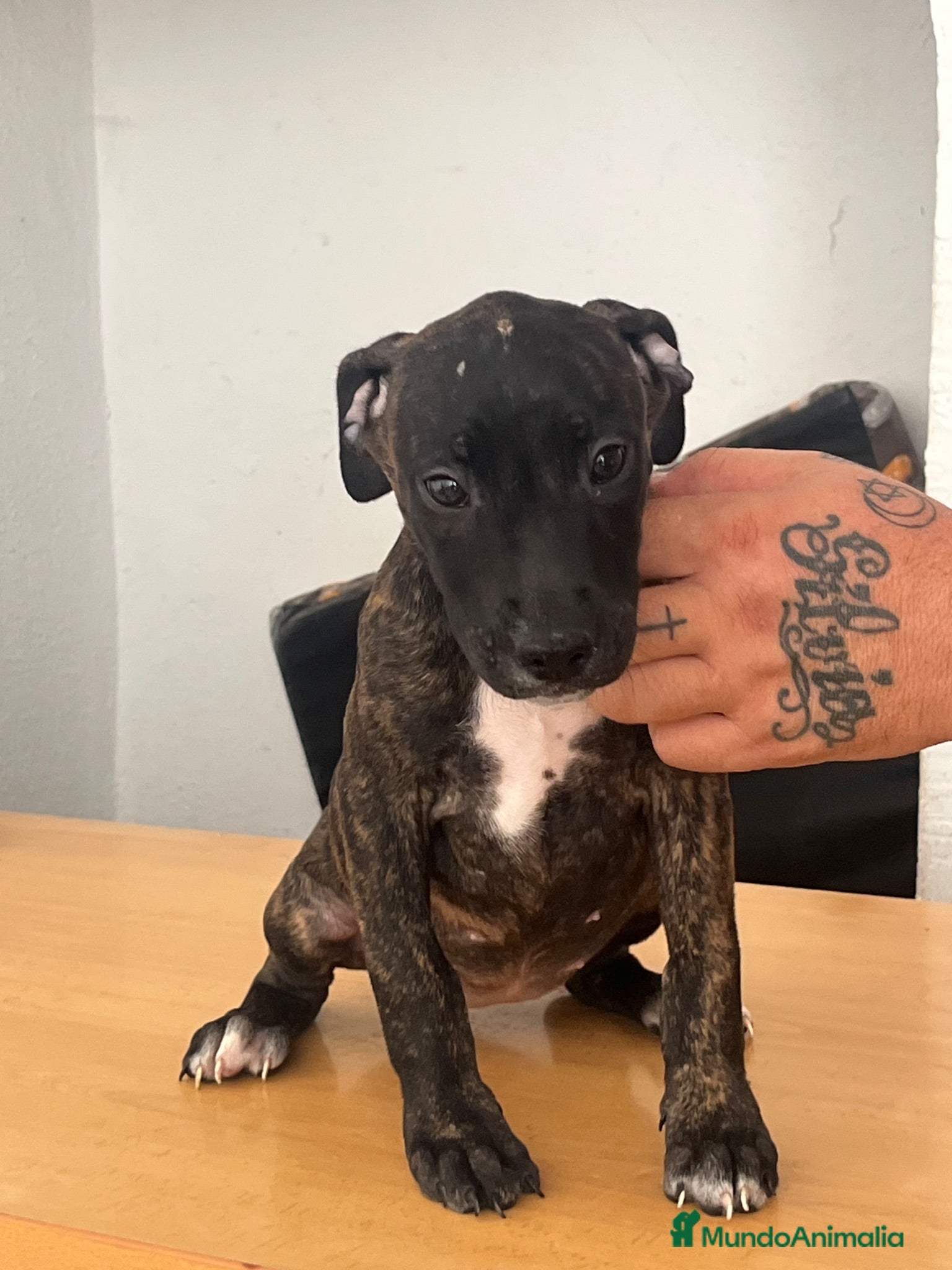American Pit Bull Terrier perros Pitbull hembras - Anuncio 2